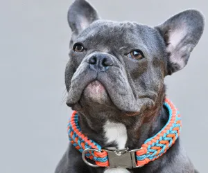 Guide des Tailles pour Colliers de Chiens