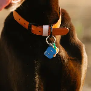 Collier en cuir pour chien