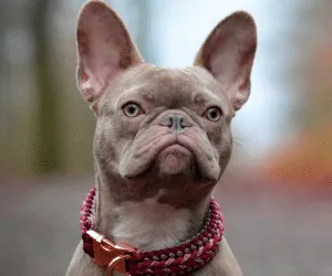 Quel cadeau offrir à un propriétaire de chien ?