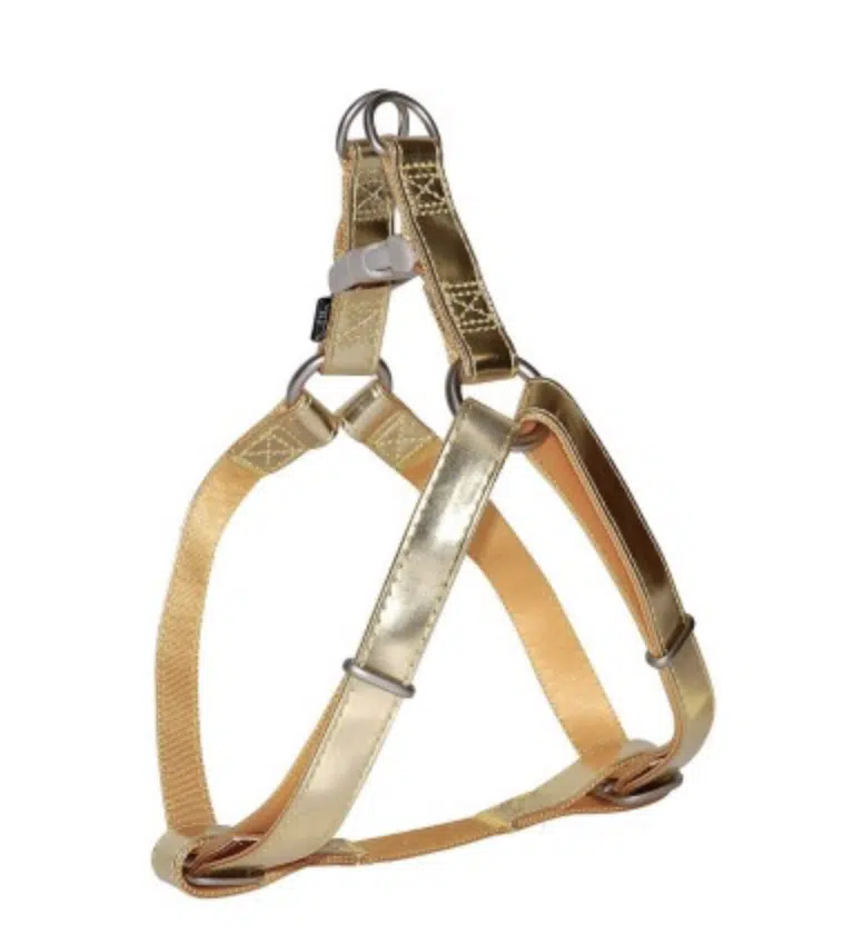harnais pour chien or à personnaliser