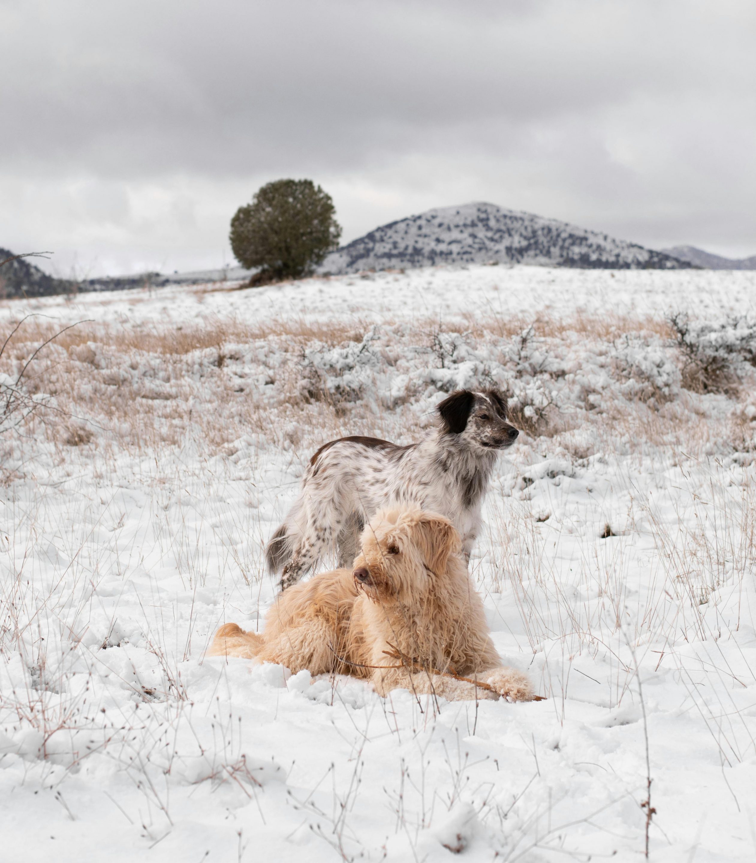 Protéger son chien en hiver