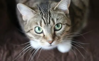 Quel cadeau offrir à un propriétaire de chat ?