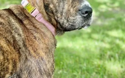 Comment créer le portrait de votre chien ?