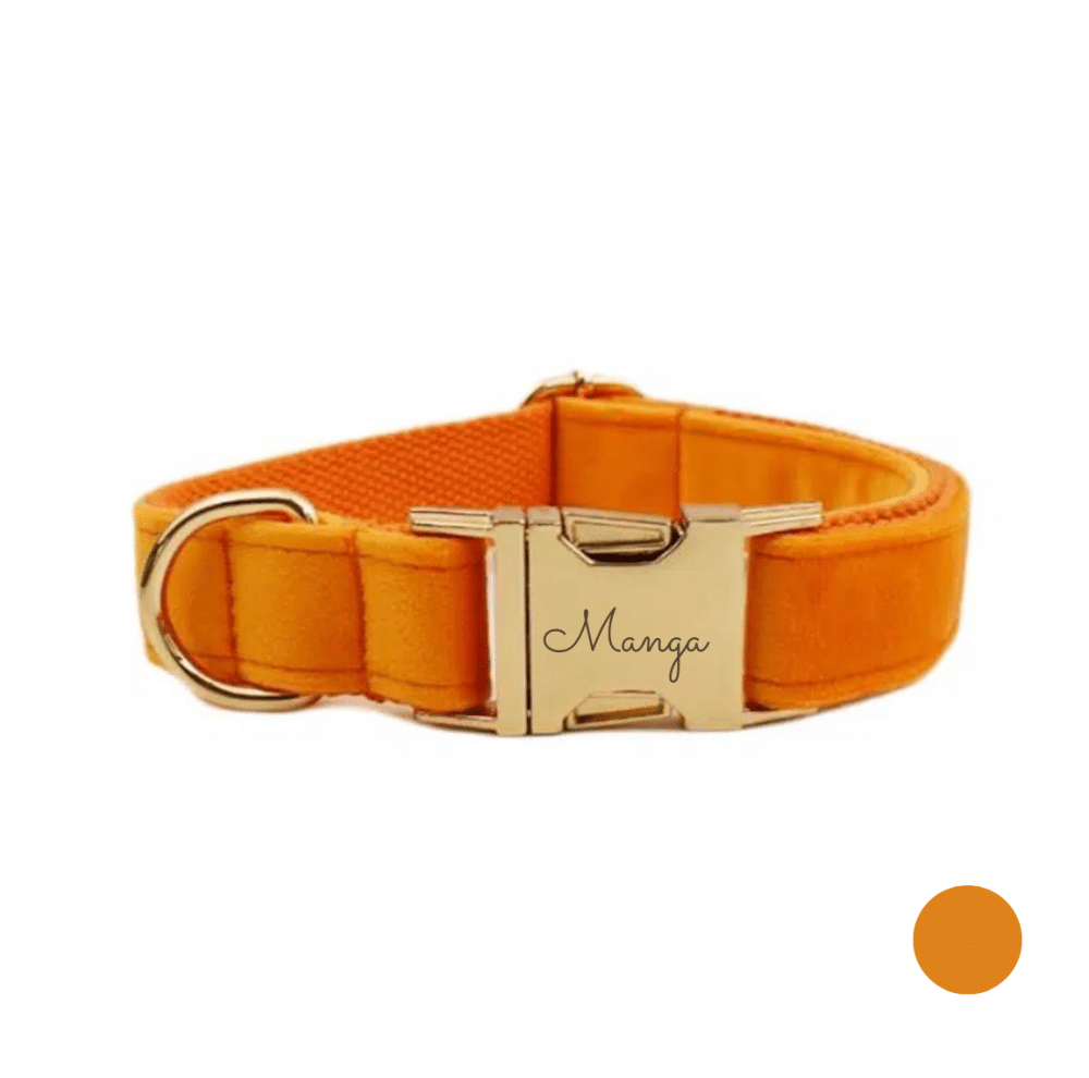 collier chien personnalisé orange