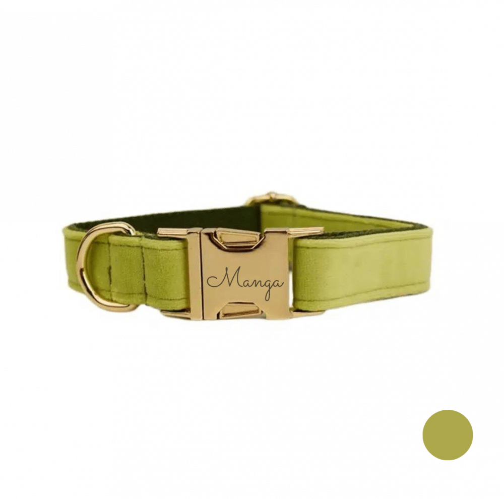 collier chien personnalisé vert clair