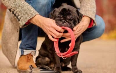 Accessoires personnalisés pour chiens : la touche unique pour vos compagnons