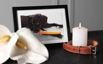Créez un cadre chien personnalisé pour immortaliser votre fidèle compagnon