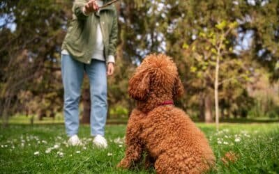 Découvrez le caniche : compagnon intelligent et affectueux