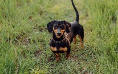 Le teckel : un chien au caractère affirmé et joueur