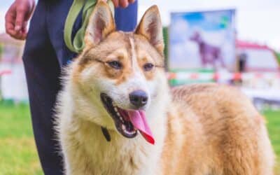 Races de chiens champions : un monde de champions canins