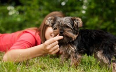 Tout sur le schnauzer : guide complet pour les amoureux de la race