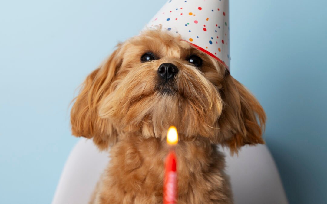 Préparer un gâteau pour l'anniversaire de son chien (à la viande) : Guide complet