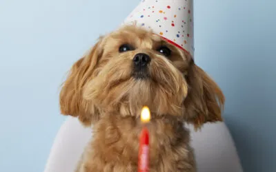 Préparer un gâteau pour l’anniversaire de son chien (à la viande) : Guide complet