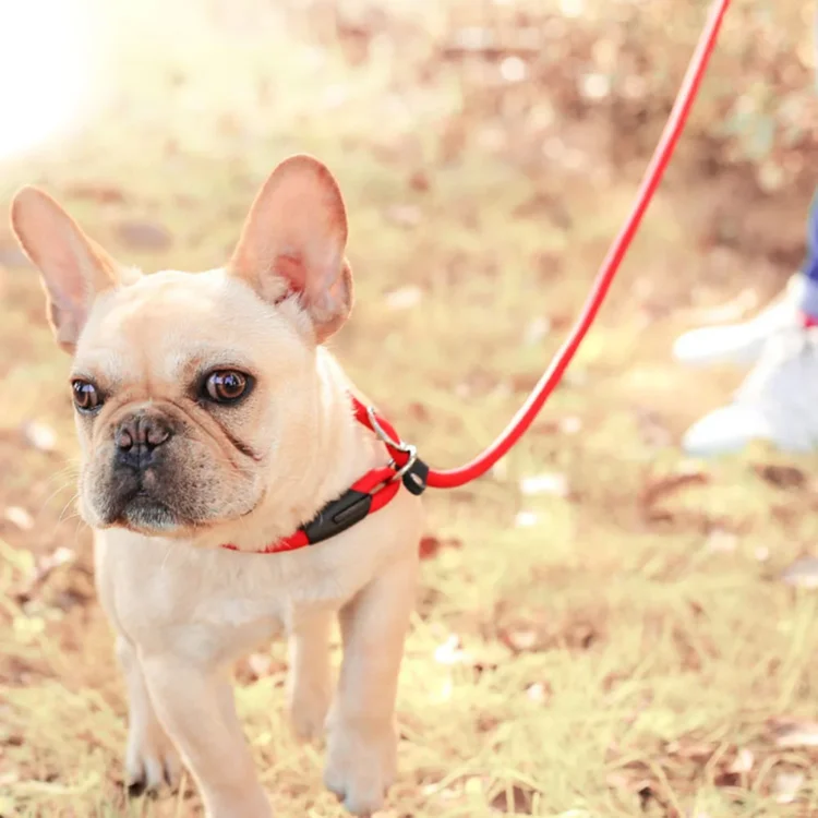 Laisse en corde chien