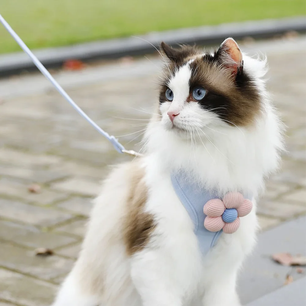 collier laisse chat fleurs