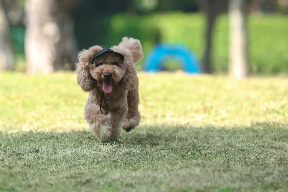 Chapeau pour chien et petit chien