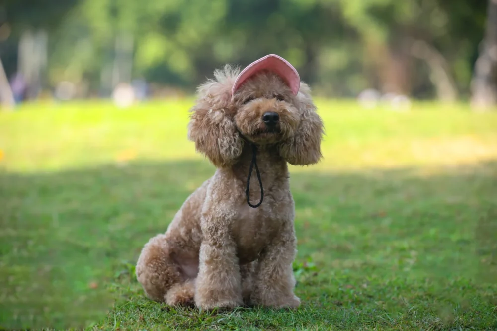 Chapeau pour chien et petit chien