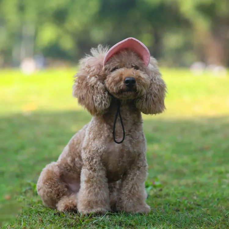 Chapeau pour chien et petit chien