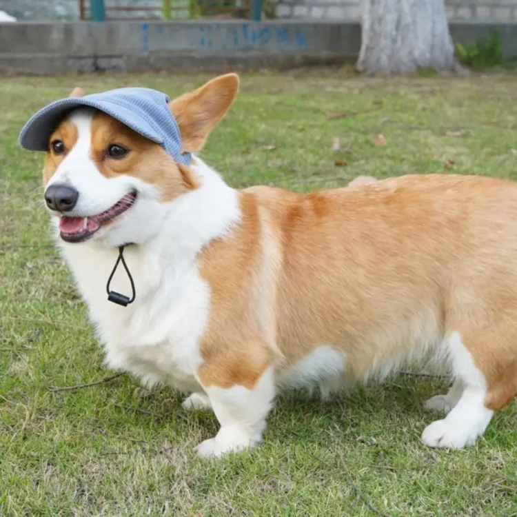 Casquette pour chien