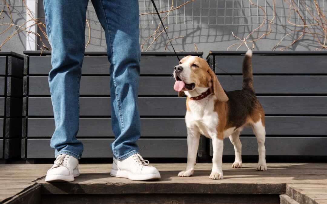 Chaussures pour chien – utilité, conseils et guide de choix