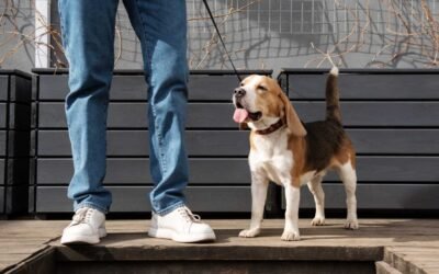 Chaussures pour chien – utilité, conseils et guide de choix