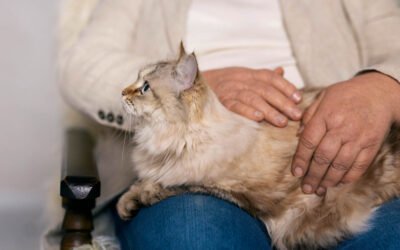 Comment aider son chat à bien vieillir