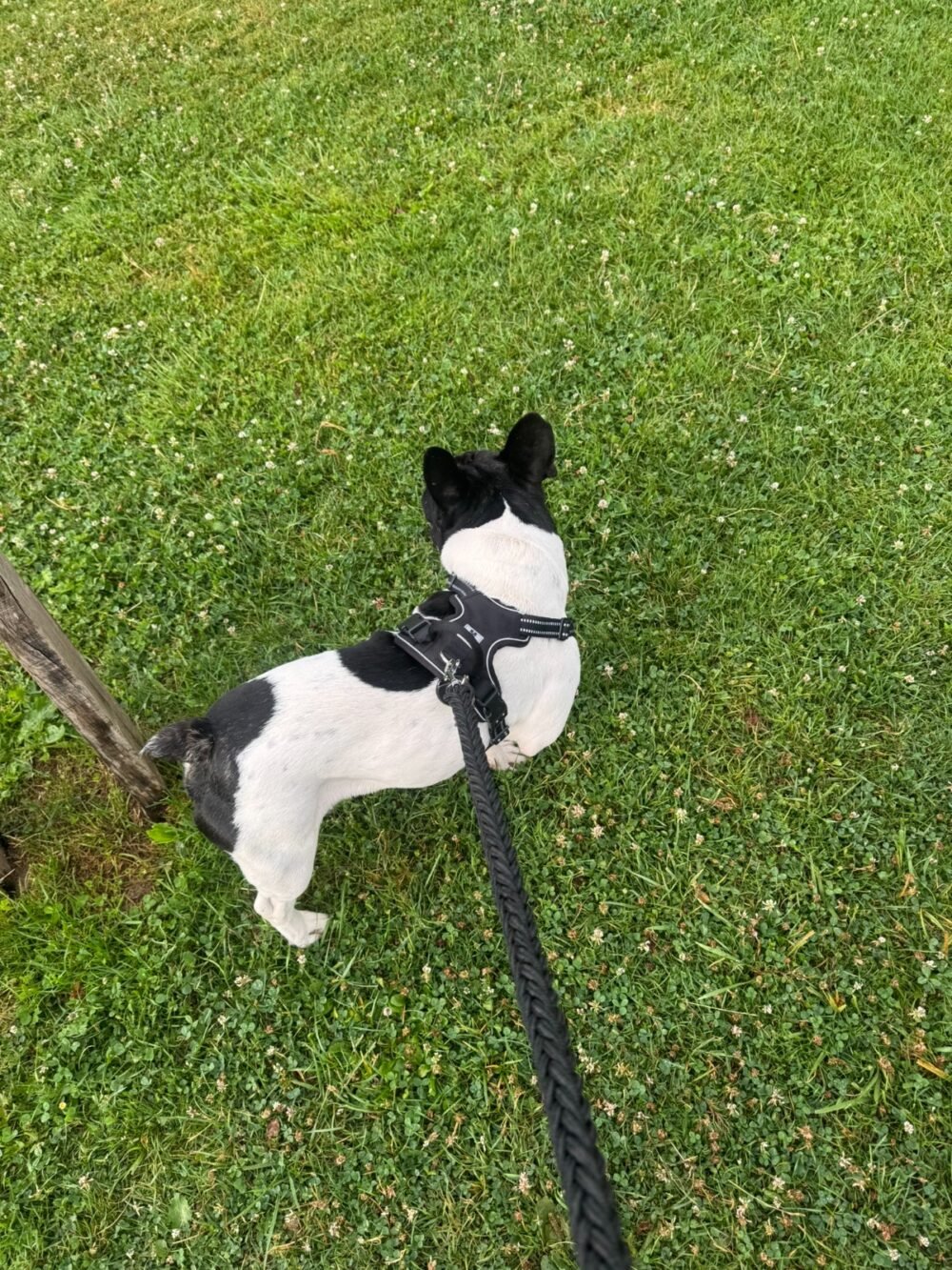 collier anti traction avec laisse ne tresse sur bouledogue français
