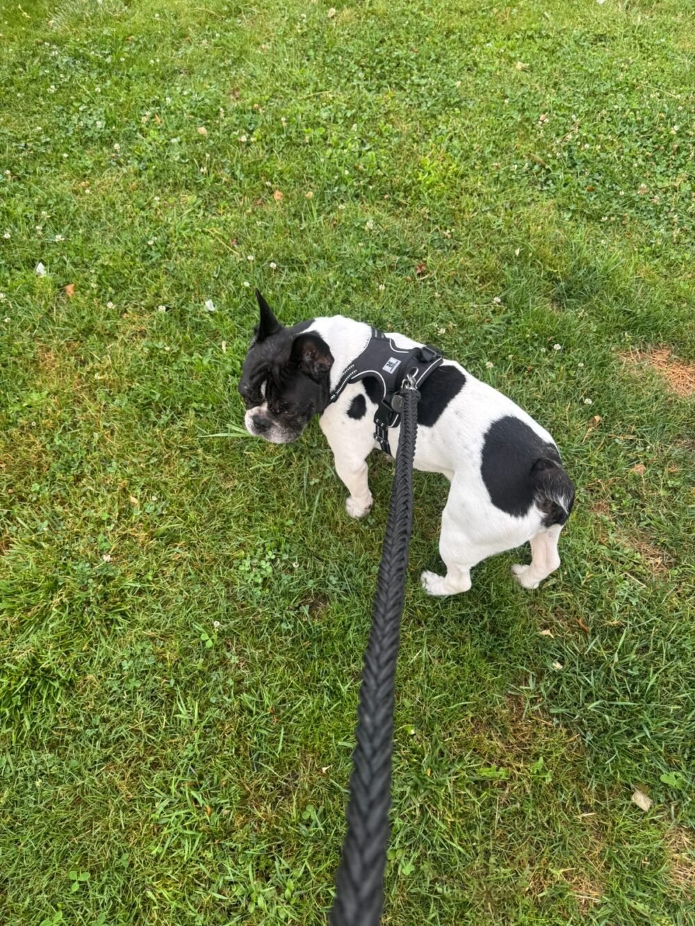 collier anti traction avec laisse ne tresse sur bouledogue français