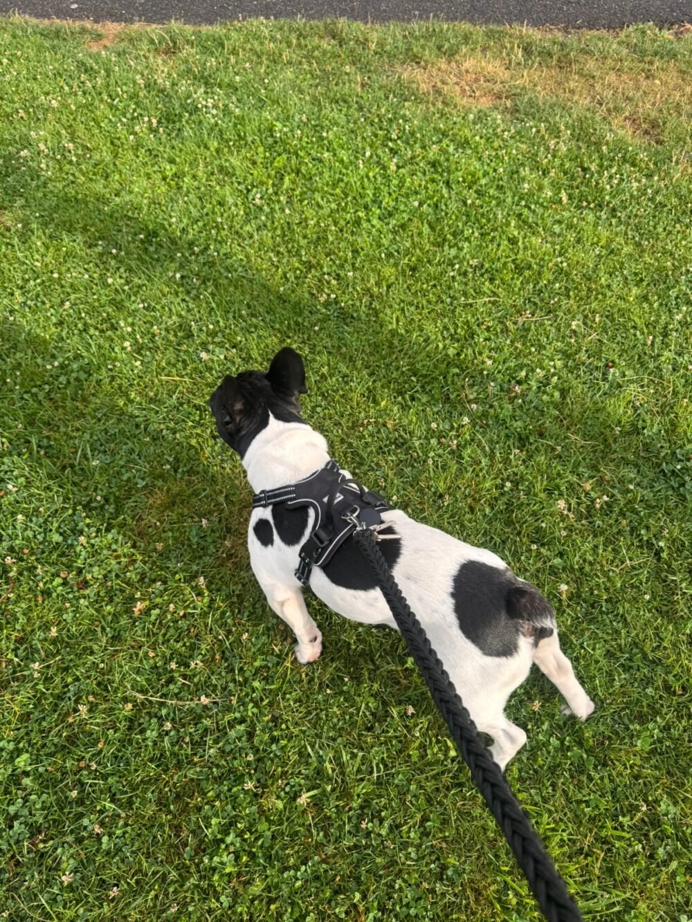 collier anti traction avec laisse ne tresse sur bouledogue français