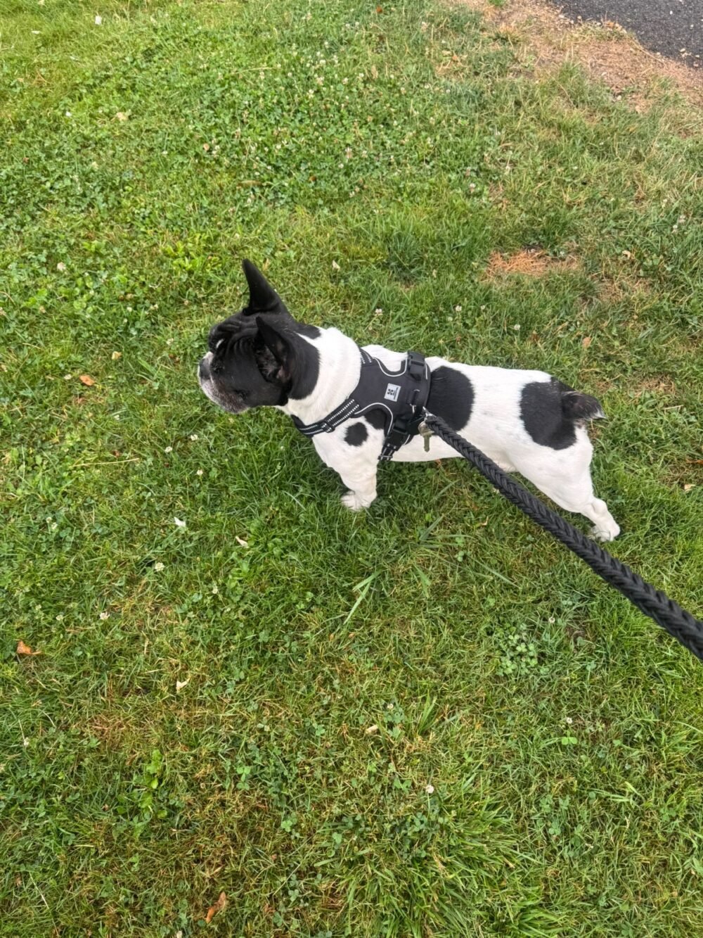 collier anti traction avec laisse ne tresse sur bouledogue français