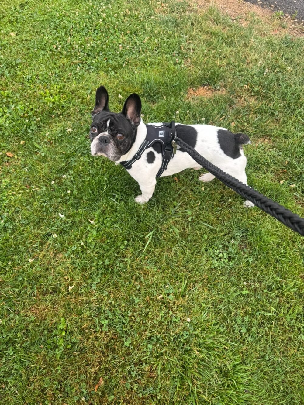 collier anti traction avec laisse ne tresse sur bouledogue français
