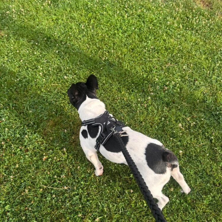 collier anti traction avec laisse ne tresse sur bouledogue français