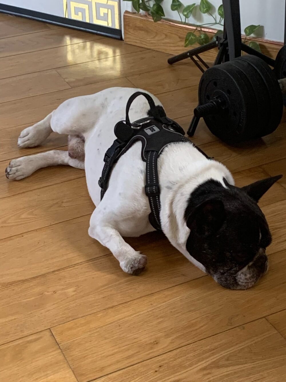 collier anti traction avec laisse ne tresse sur bouledogue français