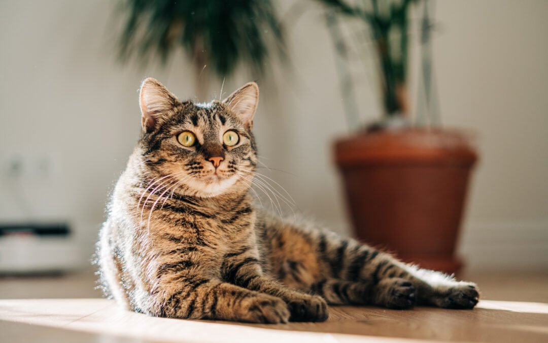 Comment occuper son chien à la maison quand il s’ennuie