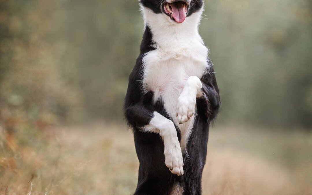 Les erreurs courantes à éviter quand on promène son chien