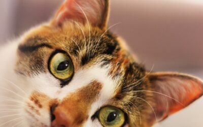 Top 7 des erreurs à éviter avec la litière de son chat