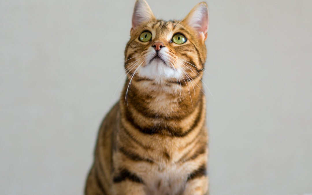 Les aliments interdits aux chats à connaître absolument