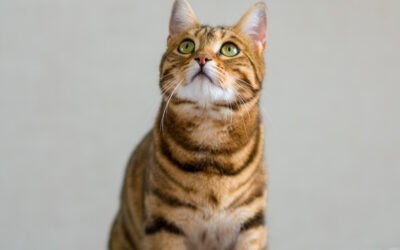 Les aliments interdits aux chats à connaître absolument