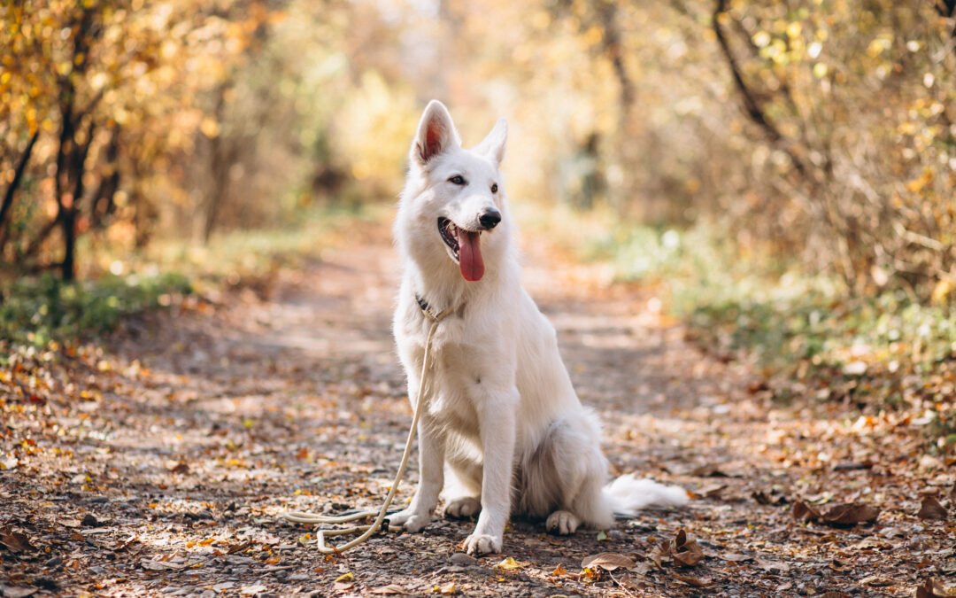 Voyager avec son animal - conseils et astuces pratiques