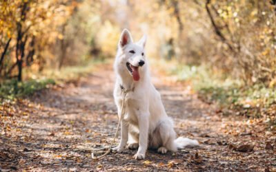 Voyager avec son animal – conseils et astuces pratiques