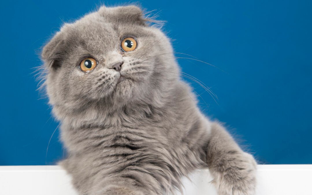 Comment aménager son intérieur pour un chat heureux