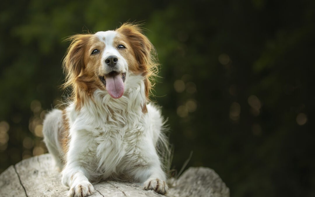 Guide complet – comprendre le langage corporel de son chat