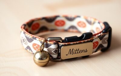 Le collier personnalisé pour chaton – sécurité et style dès le plus jeune âge