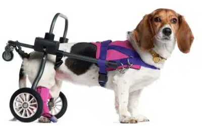 Fabriquer un harnais pour chien handicapé