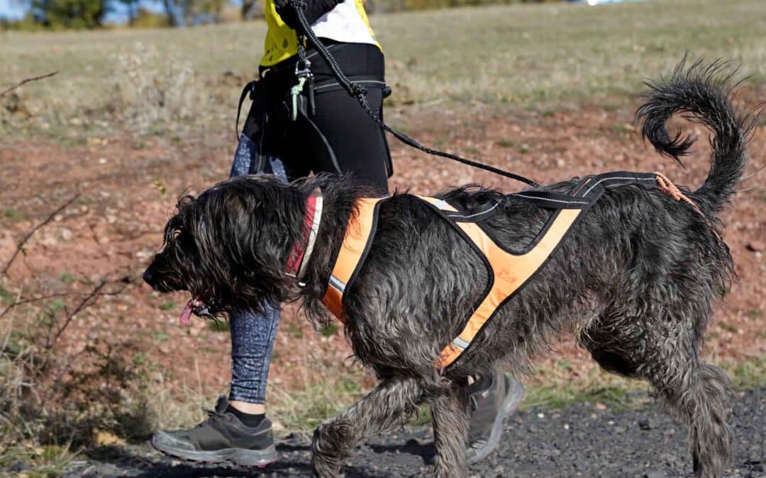 Les meilleurs harnais chien de traction